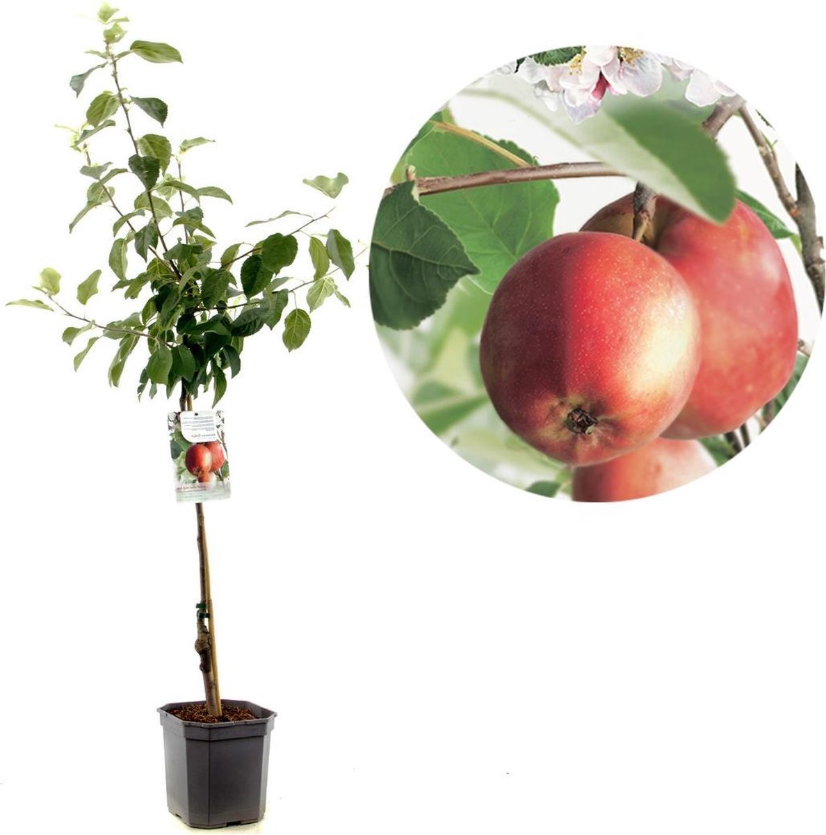 Malus domestica Summerred | rode handappel | laagstam