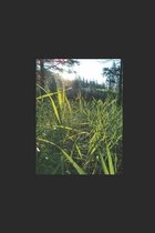 Lilies in the Weeds