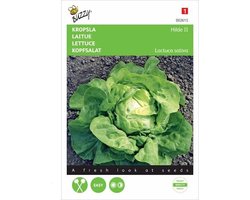 Buzzy Zaden - Kropsla Hilde -  Lactuca sativa