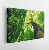 Onlinecanvas - Schilderij - Forest Trees. Nature Green Wood Sunlight Backgrounds Art Horizontal Horizontal - Multicolor - 60 X 80 Cm