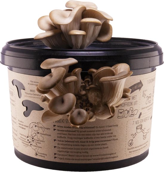 Oesterzwam kweekset - Zelf paddenstoelen kweken op koffiedik -Duurzaam cadeau - Kado - Fryslan Fungies