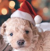 Kerstmuts hond| Hond |Puppy | Dierenkleding | Rood/Wit | 20 x 13.5 cm | Kerst | kadotip