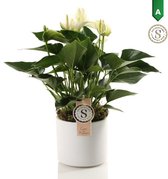 Anthurium White in Bari Keramiek