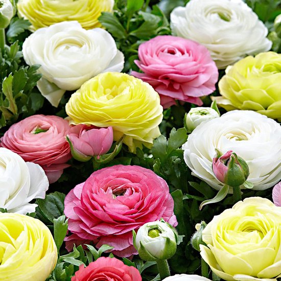 14x Ranunculus asiaticus Mix „Pastel“ - Renoncule - Fleur double - Bulbe  -... | bol.com
