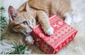 Poes met Cadeau | Legpuzzel - Moeilijke Puzzel 1000 stukjes