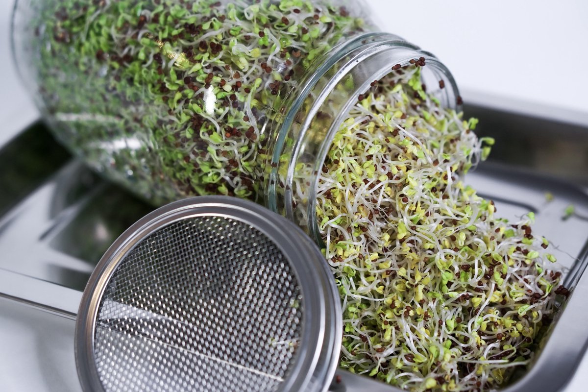 Rucola - Kweekset in glazen Bowl BIO | Tuincentrum Soontiëns