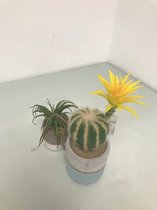 Kunstplanten - 2 stuks - plantenbakje met touwtje eraan en een cactus met gele bloem