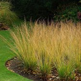 50 x Molinia caerulea 'Heidebraut'- Pijpenstrootje in 9x9cm pot met hoogte 5-10cm