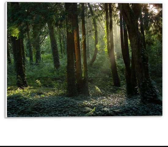 Forex - Bomen in het Bos met de Zon - 40x30cm Foto op Forex