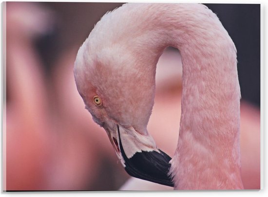 Acrylglas - Mooi Gekruld Hoofd van Flamingo - 40x30cm Foto op Acrylglas (Wanddecoratie op Acrylglas)