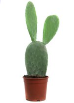 Goed & Groen - Opuntia ficus indica -↨ 50cm - Potmaat 18 - Kwaliteit Planten - Kamer Plant - Kamerplanten - Sfeer
