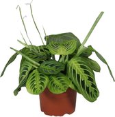 Maranta – Pijlwortel (Maranta Leuconeura Fascinator) – Hoogte: 30 cm – van Botanicly