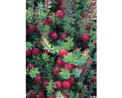 Vaccinium macrocarpon (cranberry) - 30-40 cm in pot