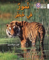 Collins Big Cat Arabic Lev 10 Tigers Dan