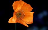 MRS Seeds & Mixtures Slaapmutsje gemengd - eschscholzia californica – groeihoogte: 30 cm – eenjarige bloemen – bloemen vouwen s ’avonds dicht