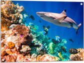 Tuinposter – Koraal - Vissen - Onderwater - Oceaan - Haai - 80x60 cm Foto op Tuinposter (wanddecoratie voor buiten en binnen)