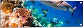 Tuinposter – Koraal - Vissen - Onderwater - Oceaan - Haai - 90x30 cm Foto op Tuinposter (wanddecoratie voor buiten en binnen)