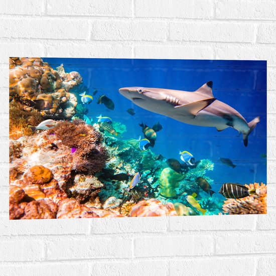 Muursticker - Koraal - Vissen - Onderwater - Oceaan - Haai - 75x50 cm Foto op Muursticker