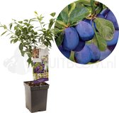Prunus domestica Dwergpruim | pruimenboom | Ø 18 cm