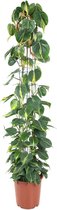 Goed & Groen - Philodendron scandens 'Brasil' (zuilvorm) - XL -↨ 160cm - Potmaat 27 - Exclusieve Kwaliteit Planten - Kamer Plant - Kamerplanten - Sfeer - Interieur