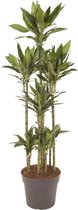 Groene plant – Drakenboom (Dracaena Janet Lind) – Hoogte: 170 cm – van Botanicly