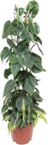 Groene plant – Philodendron (Philodendron scandens) – Hoogte: 120 cm – van Botanicly