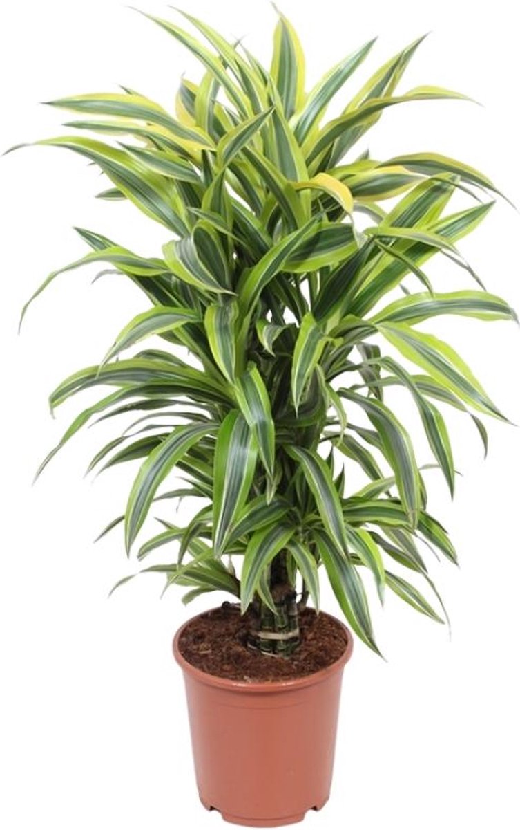 BOTANICLY Groene plant – Drakenboom (Dracaena fragrans) – Hoogte: 100 cm – van