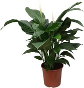 Groene plant – Lepelplant (Spathiphyllum Sweet Silvana) – Hoogte: 80 cm – van Botanicly