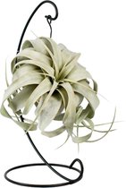 Tillandsia – Luchtplantje (Tillandsia) – Hoogte: 23 cm – van Botanicly