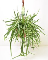 Vetplant – Theeboom (Lepismium Bolivianum) met bloempot – Hoogte: 55 cm – van Botanicly