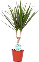 Groene plant – Drakenboom (Dracaena Marginata) – Hoogte: 55 cm – van Botanicly