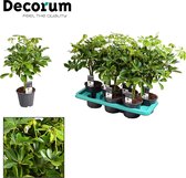Groene plant – Vingersboom (Schefflera) – Hoogte: 50 cm – van Botanicly