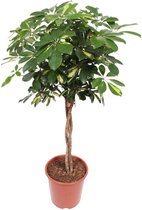Groene plant – Vingersboom (Schefflera) – Hoogte: 120 cm – van Botanicly