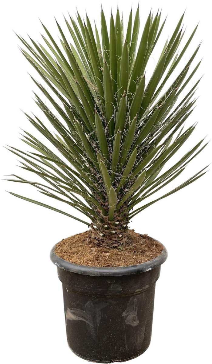 BOTANICLY Yucca – Palmlelie (Yucca) – Hoogte: 100 cm – van