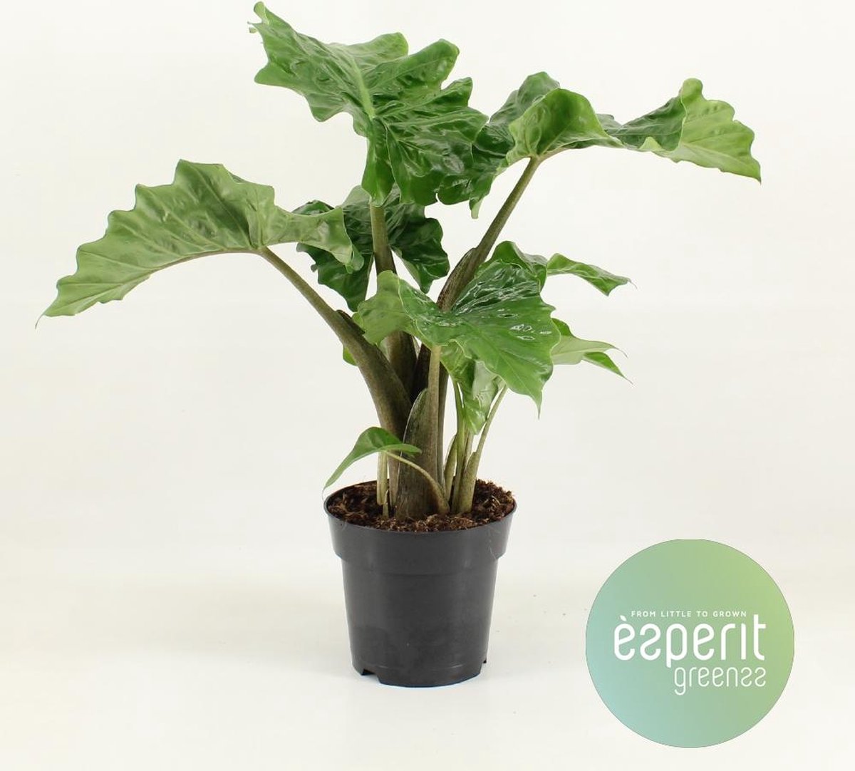 BOTANICLY Alocasia – Olifantsoor (Alocasia Low Rider) met bloempot – Hoogte: 50 cm – van