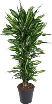 Kamerpalm – Drakenboom (Dracaena Cintho) – Hoogte: 150 cm – van Botanicly