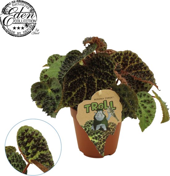 Begonia Rex 'Ferox'