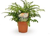 Varen – Nestvaren (Asplenium Parvati) – Hoogte: 35 cm – van Botanicly