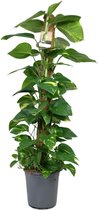 Groene plant – Epipremnum (Scindapsus Epipremnum) – Hoogte: 120 cm – van Botanicly