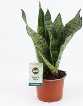 Groene plant – Vrouwentongen (Sansevieria) met bloempot – Hoogte: 35 cm – van Botanicly