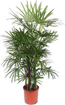 Kamerpalm – Bamboepalm (Rhapis Excelsa) – Hoogte: 190 cm – van Botanicly