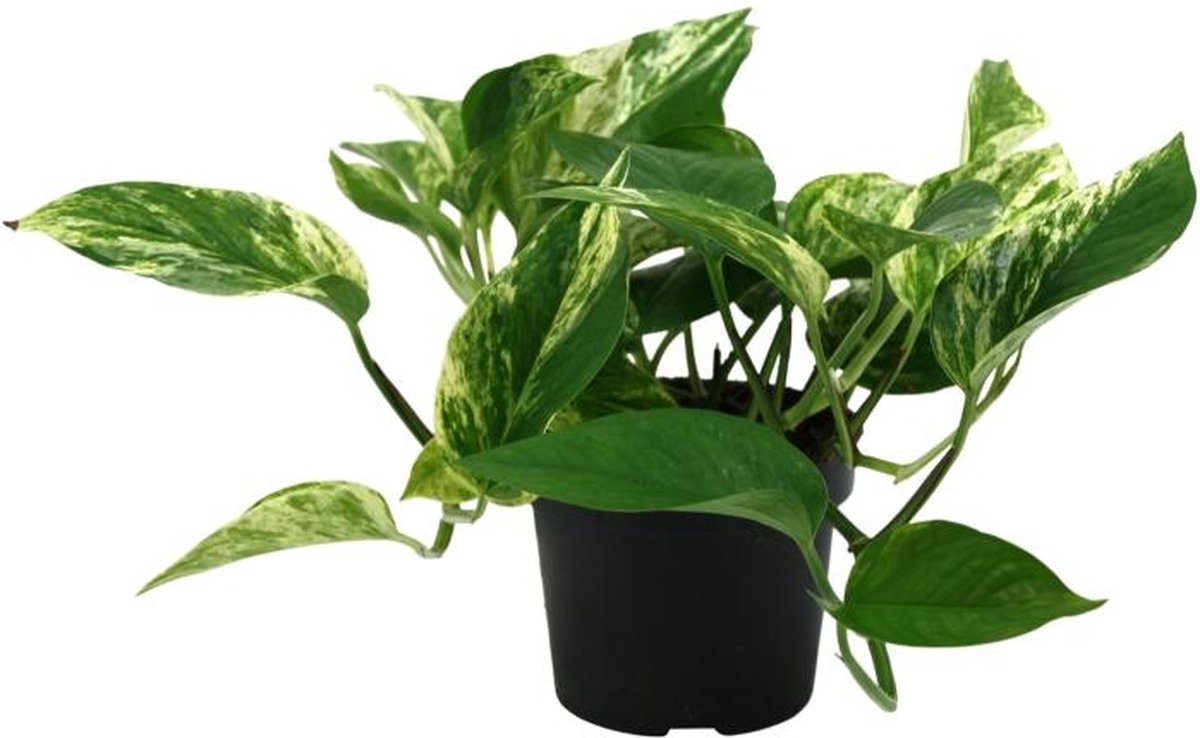 BOTANICLY Groene plant – Drakenklimop (Scindapsus Pictus Trebie) – Hoogte: 25 cm – van