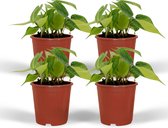 Groene plant – Philodendron (Philodendron) – Hoogte: 10 cm – van Botanicly