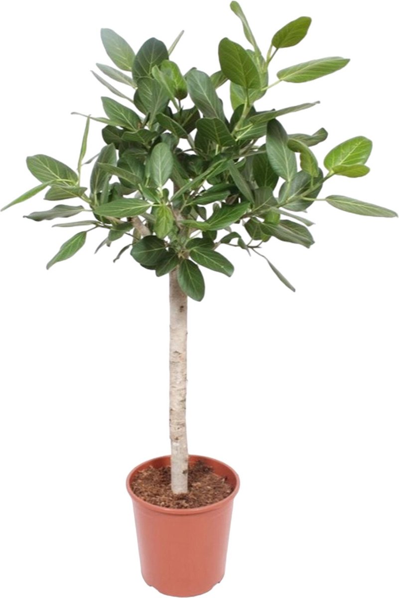 BOTANICLY Groene plant – Banyan (Ficus benghalensis) – Hoogte: 140 cm – van