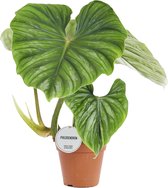 Groene plant – Philodendron (Philodendron) – Hoogte: 50 cm – van Botanicly