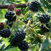 Rubus frut. 'Thornless Evergreen' - Braam in pot