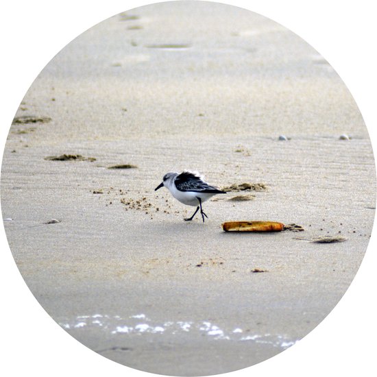 Texelphotos.nl - Muurcirkel -Texel Strandloper - Wanddecoratie rond - Wandcirkel - Vogels - Strand – Duinen - Natuur - Dieren - Aluminium - Dibond - 60x60 cm - Binnen en Buiten.