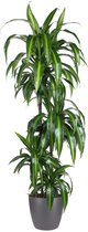 Goed & Groen - Dracaena Hawaiian (in ELHO Brussels Rond Antraciet) - Drakenbloedboom - XL -↨ 140cm - Potmaat 27 - Exclusieve Kwaliteit Planten - Kamer Plant - Kamerplanten - Sfeer - Interieur
