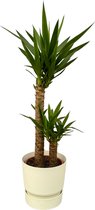 Trendyplants - Yucca - ↨100cm - Ø21cm inclusief elho Greenville Round wit Ø24cm x ↨23cm