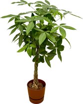 Trendyplants - Pachira Aquatica inclusief elho Greenville Round bruin - 160 cm - Ø30cm